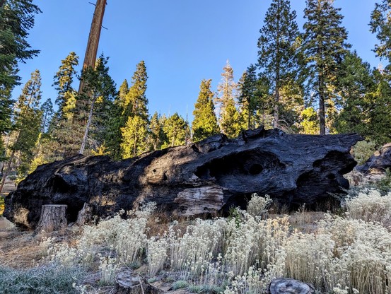 The remains of an ancient giant. 
#sequoiatrees #sequoia #trees #nature