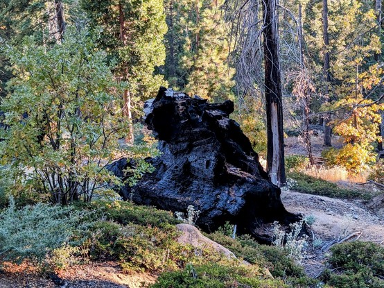 The remains of an ancient giant. 
#sequoiatrees #sequoia #trees #nature