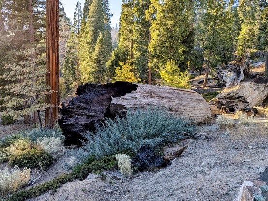 The remains of an ancient giant. 
#sequoiatrees #sequoia #trees #nature