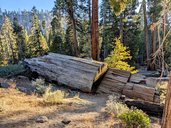 The remains of an ancient giant. 
#sequoiatrees #sequoia #trees #nature