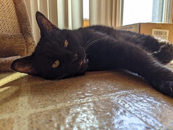 Photo of a small black cat laying on the ground with her tongue sticking out.