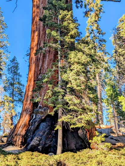 Burn scars. These magnificent trees are survivors. Unfortunately modern forest fires are more destructive than ever and these amazing ancient trees are threatened. 
#sequoiatrees #sequoia #mountains #tree #trees #nature #California
