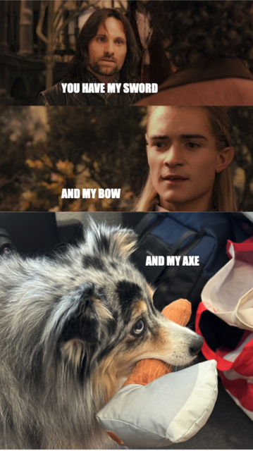 Lord of the Rings meme, Aragorn saying “You have my sword”, Legolas saying “And my bow”, and my miniature Australian Shepherd holding a stuffed axe saying “And my axe”