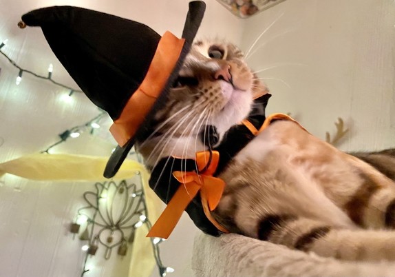 A cute tortoiseshell tabby cat with a white chin and white stripe down her nose reclined except from the shoulders up, wearing a black cap and matching witch’s hat each decorated with a strip of orange ribbon. She looks appropriately scowly for Granny Weatherwax.