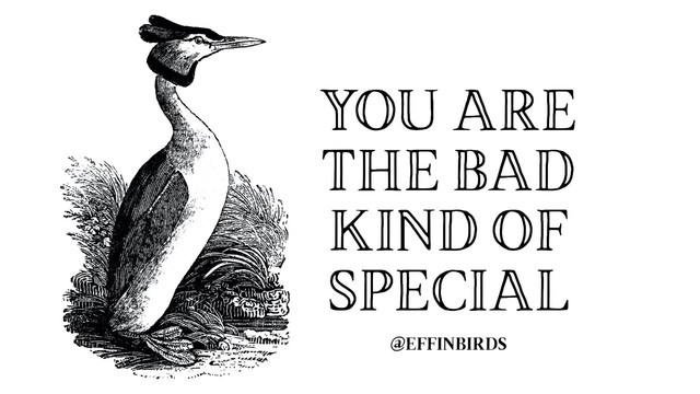 A drawing of a great crested grebe next to the words "you are the bad kind of special"