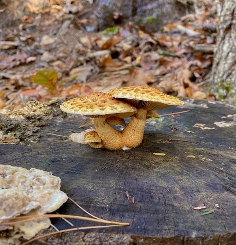 A small cluster of 6 Dryad Saddle mushrooms growing out of the top of a sawed-off stump. They are gold/yellow in color with lots of small patches chy brown markings on their caps. The stems also have a similar brown patchy pattern though smaller in size.