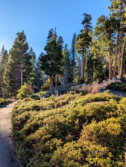 Last light of the day in the giant forest. 
Sequoia National Forest. 
#sequoiatrees #sequoia #trees #nature