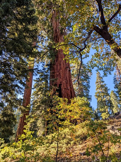 Last light of the day in the giant forest. 
Sequoia National Forest. 
#sequoiatrees #sequoia #trees #nature