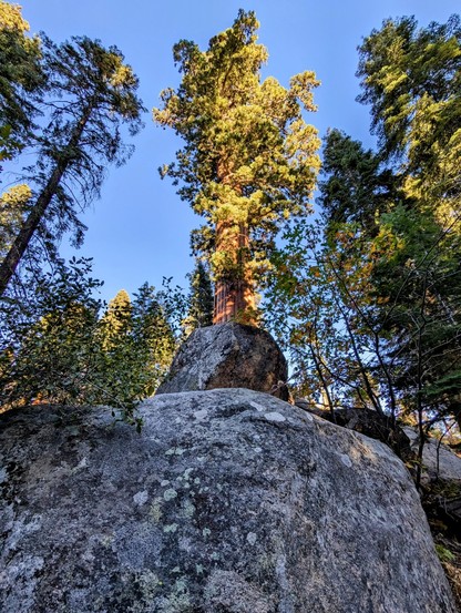Last light of the day in the giant forest. 
Sequoia National Forest. 
#sequoiatrees #sequoia #trees #nature