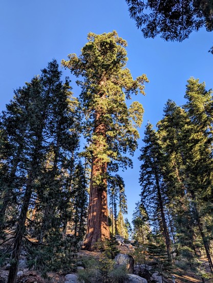 Last light of the day in the giant forest. 
Sequoia National Forest. 
#sequoiatrees #sequoia #trees #nature