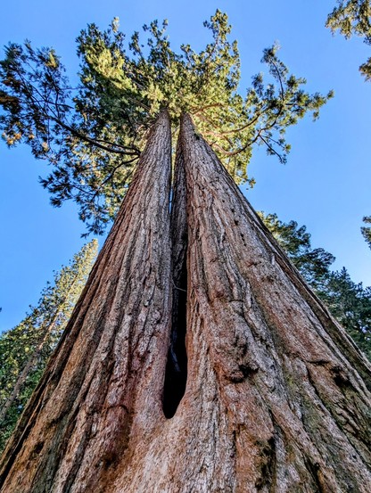 Sequoia trees