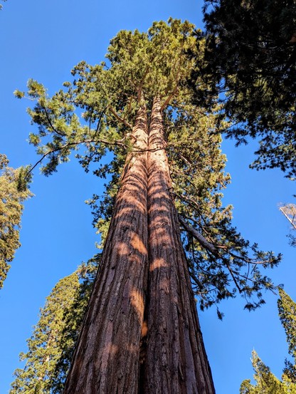 Sequoia trees