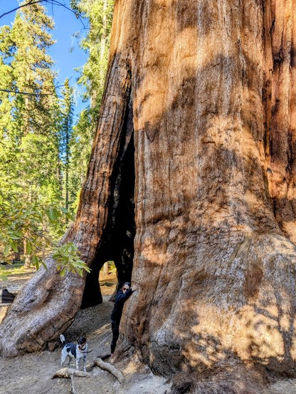 Sequoia trees