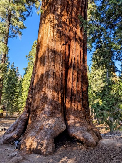 Sequoia trees