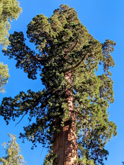 Trail of 100 Giants. Sequoia National Forest. 
#sequoiatrees #sequoia #tree #trees #nature #California