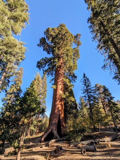 Trail of 100 Giants. Sequoia National Forest. 
#sequoiatrees #sequoia #tree #trees #nature #California