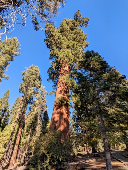 Trail of 100 Giants. Sequoia National Forest. 
#sequoiatrees #sequoia #tree #trees #nature #California