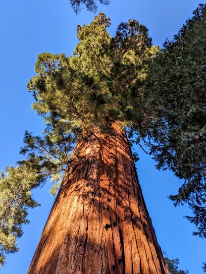 Trail of 100 Giants. Sequoia National Forest. 
#sequoiatrees #sequoia #tree #trees #nature #California