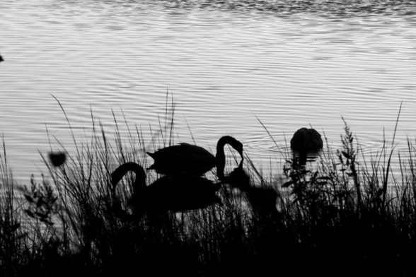 Swans in silhouette in black and white in the cover just after sunset