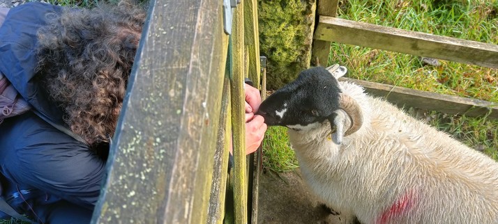 A curly-haired human, crouched down on one side of a wooden farm gate, and a sheep - white wool, black face, perfectly curved horns is on the other. The human's hands are reaching through the gaps in the gate and the sheep is sniffing/licking them.