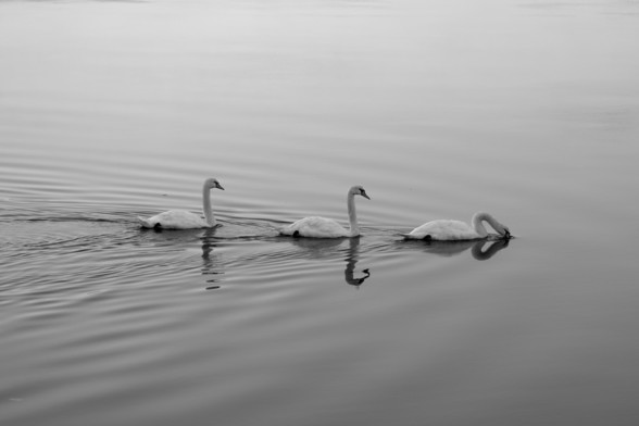 Three swans in black and white