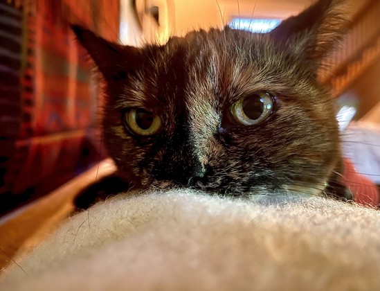 Shy old-lady tortie-cat, peeking at me while hunkered down on a wool blanket on the back of a sofa, with Munro & Tutty ‘Grand Tour’ print Roman blind fabric providing a blurry backdrop.