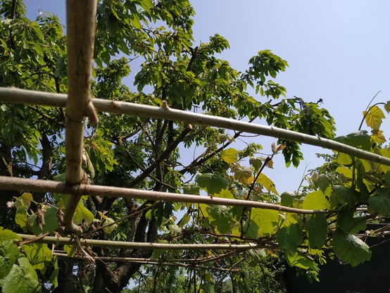 Dieses Bild zeigt Stangen die aus dem Gebüschschnitt stammen, angeordnet zu einem Dach auf dem Wein wächst. 
Das Material ist gerade gewachsen und elastisch und kann auch in wesentlich dickeren Durchmessern zu allem verarbeitet werden, was die Fantasie sich auszudenken vermag.