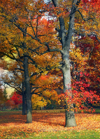 Colorful peak autumn foliage in a woodland at the New York Botanical Garden.
By Jessica Jenney