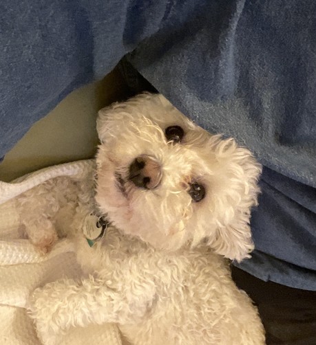 Marty, now four, a Maltese/poodle, looks up from the couch.  Max, not shown, is on the other side of me.