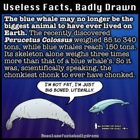 The blue whale may no longer be the biggest animal to have ever lived on Earth. The recently discovered
Perucetus Colossus weighed 85 to 340 tons, while blue whales reach 150 tons.
Its skeleton alone weighs three times more than that of a blue whale's. So it was, scientifically speaking, the chonkiest chonk to ever have chonked.