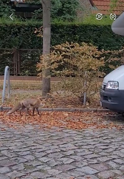 Screenshot aus einem Video: ein Fuchs läuft am Rand einer gepflasterten Straße entlang und schaut gerade zur Kamera. 