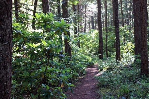 Rhododendron Flats, in British Columbia just south of the Coquihalla, is the most northerly grove of California Rhododendrons in North America. 