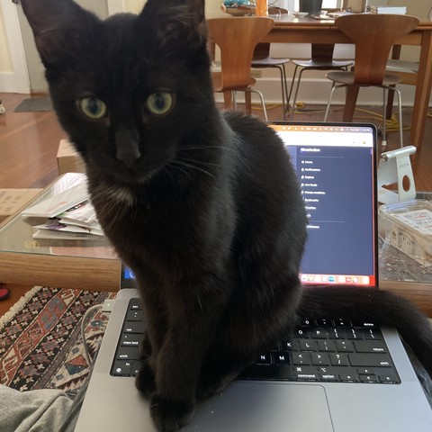 Cute black cat site on laptop keyboard.