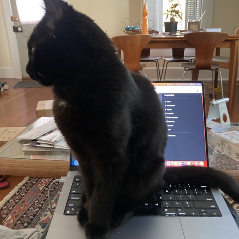 Cute black cat site on laptop keyboard, looking to the side.