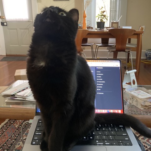 Cute black cat site on laptop keyboard, looking up at the ceiling.