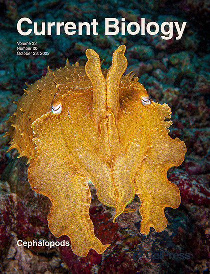 Cover of the special issue of Current Biology.  The photo shows a  broadclub cuttlefish (Sepia latimanus) (photo © Kimberly Tripp Randal; instagram @KimberlyLTripp). 