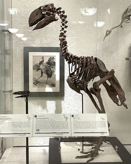 Esqueleto de un ave no voladora de gran tamaño con un pico óseo enorme.