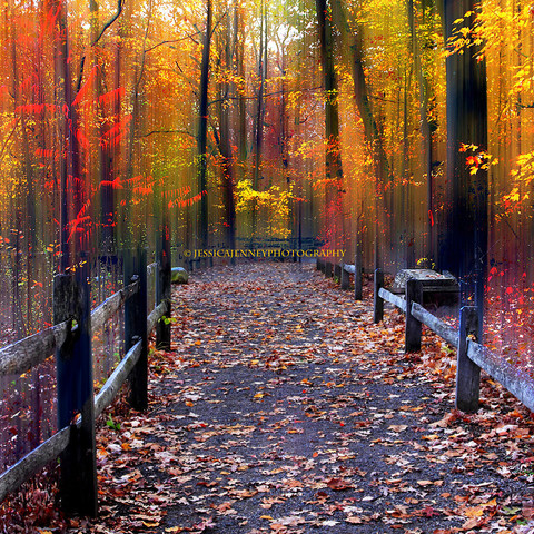 A woodland trail surrounded by flaming foliage in peak autumn,
By Jessica Jenney