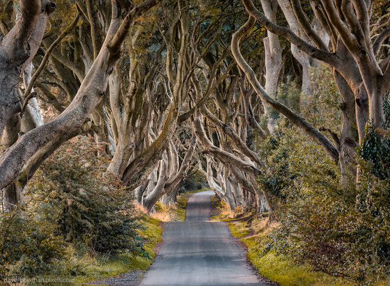 In this colour photograph of the Dark Hedges in County Antrim, Northern Ireland, the ancient beech trees weave overhead, their textured bark and slender trunks telling tales of endurance. Despite the overcast day, the scene emanates a timeless charm, with the diffused light accentuating the captivating beauty of this iconic avenue.