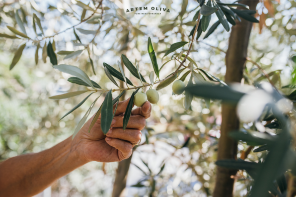 New Harvest at Artem Oliva's Olive Groves