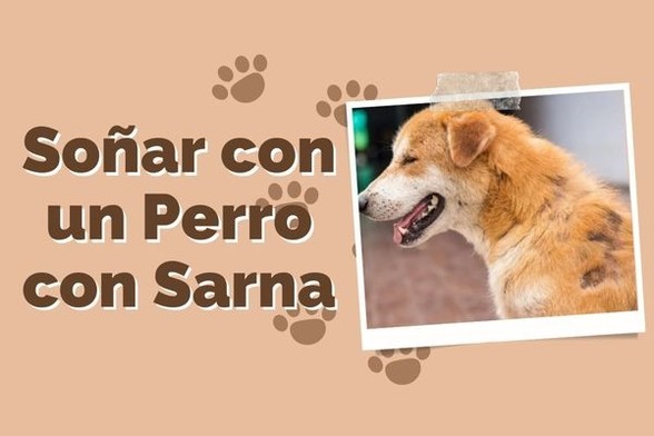 Perri.top