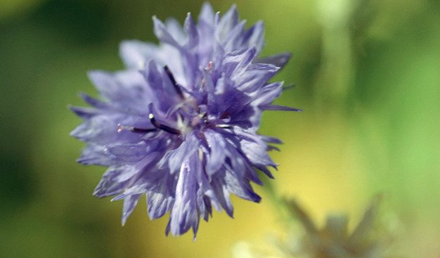 Bachelor's button (Centaurea cyanus) in bloom.