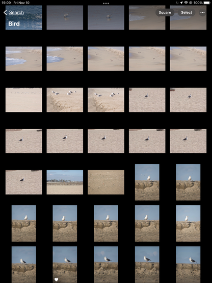 Screenshot from my iPad of a search in Photos for “bird”. The screen is filled with thumbnails of photos, mostly taken at the beach, containing one or more birds.