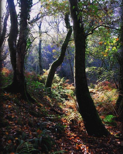 Woodland in autumn 