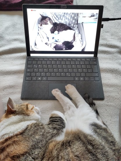 A tricolor cat with white back legs is laying shrimp-style on a blanket. Directly in front of her is an open laptop that is showing the video of a cat mom and her small kittens together in a nestbox with blankets. It is a livestream from TinyKittens.com. My cat's face is toward the video.
Noticeable are the white back legs of my tricolor cat, that have positioned them on the trackpad of the laptop, making it unable to be assessed from anybody else. 