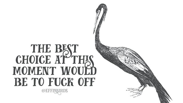 A woodcut of a bird beside the text "the best choice at this moment would be to fuck off"