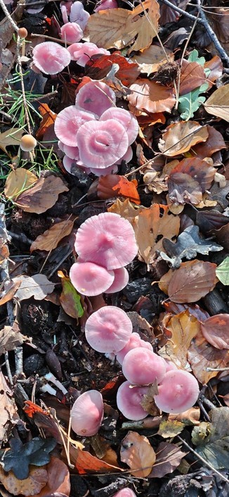 A group of small, pink mushrooms that have popped up in a row amongst leaf litter and the odd tuft of grass.