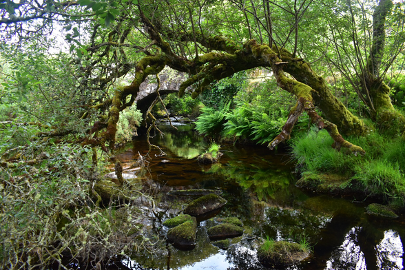 A mossy willow bends over a river a granite bridge can be seen in the background.