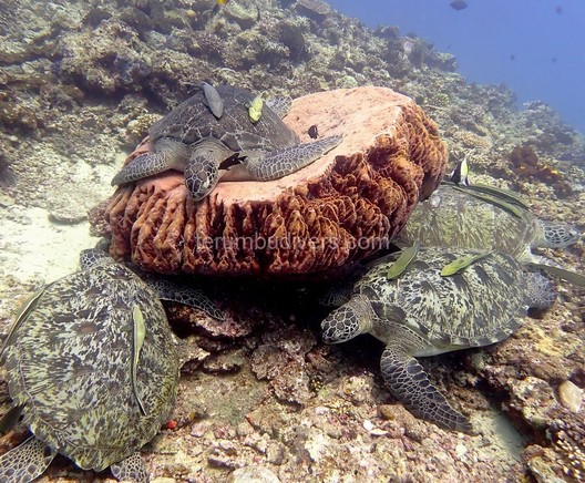 4 green turtles