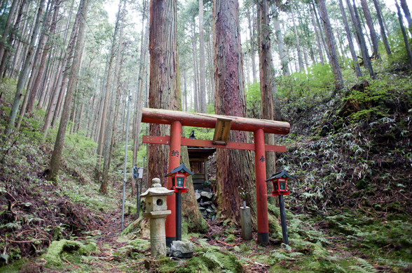 誰もいない高野山の山の中、
杉の木が林立している。
その中にくすんだ朱色の鳥居があり、鳥居の横には石灯籠が立っている。